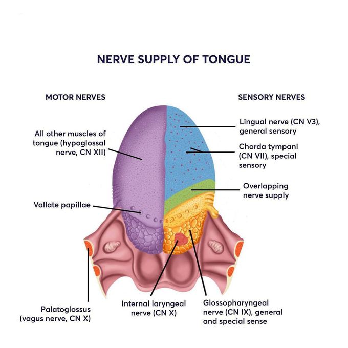 Nerve supply of the tongue