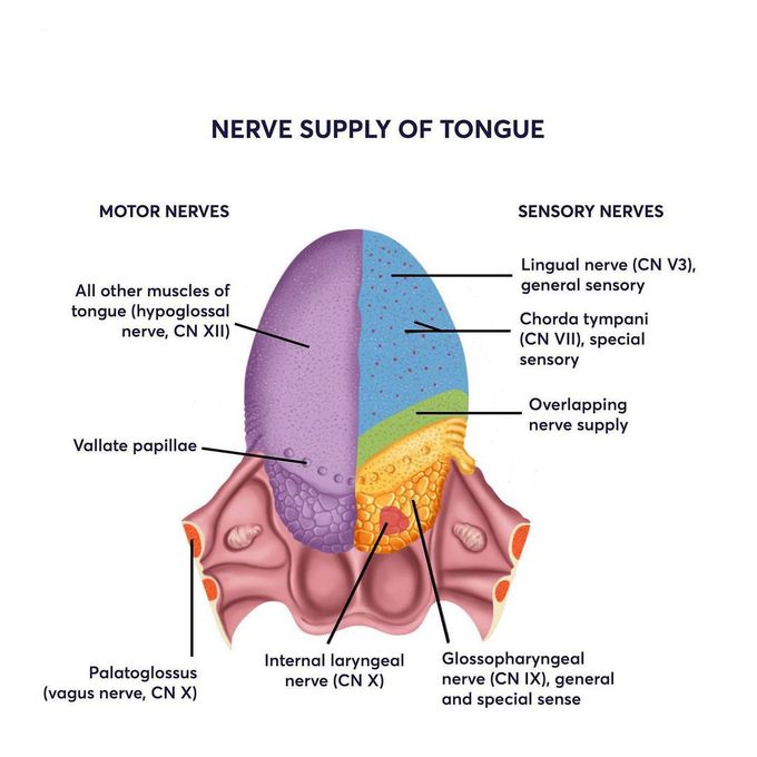 Nerve supply of the tongue