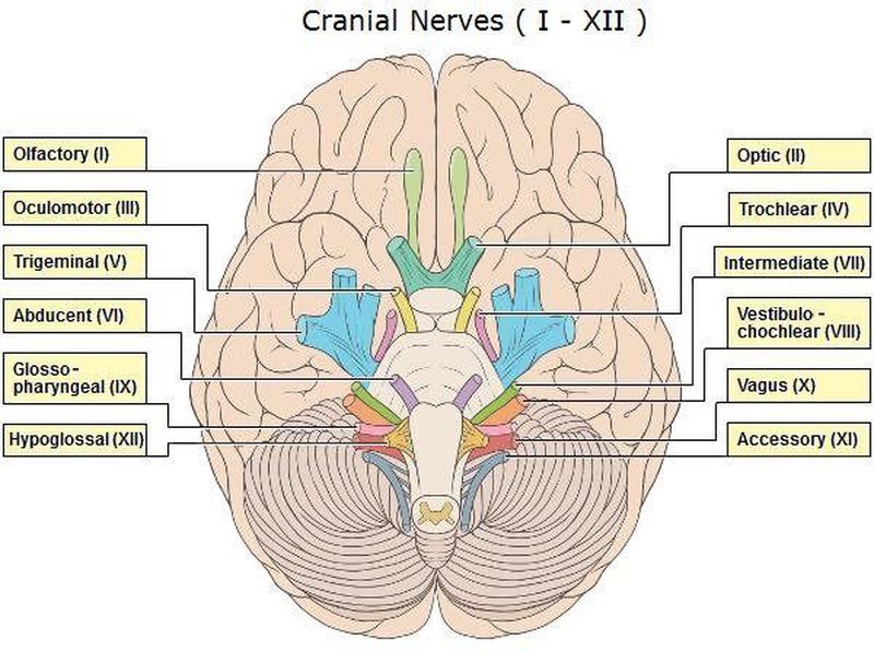 Место выхода нерва из мозга. Выход 12 черепных нервов. 12 Пар черепно мозговых нервов. Выход черепных нервов из головного мозга. Черепно мозговые нервы анатомия.