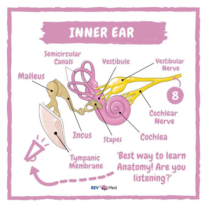 Inner Ear Anatomy - REV Med!