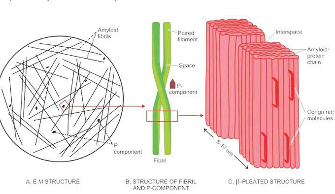 Diagrammatic representation of the ultrastructure of amyloid.a