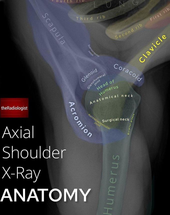 Axial Shoulder X-ray Anatomy