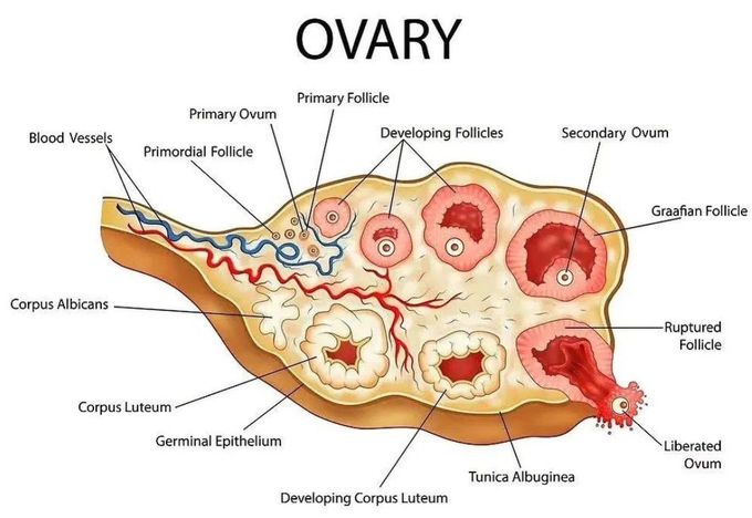 Ovarian Cycle