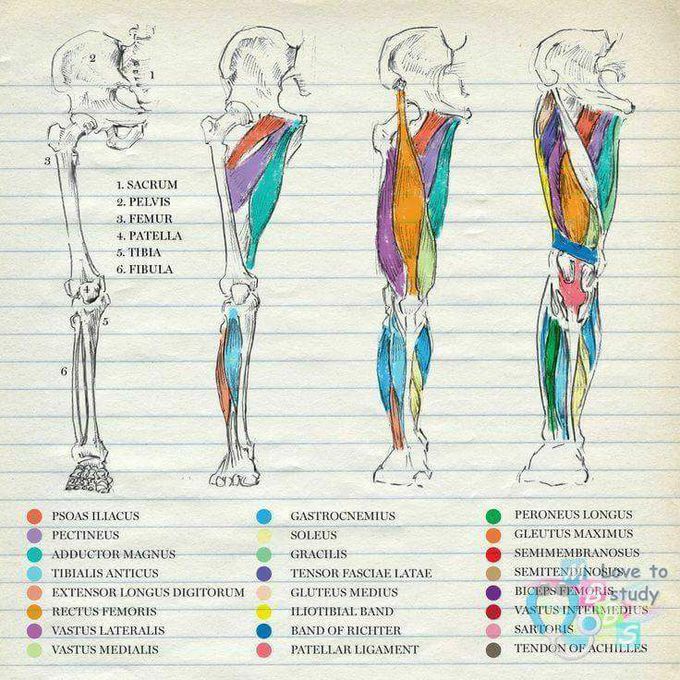 Anatomy