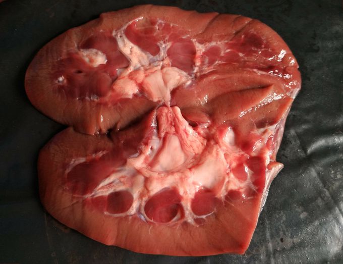 Kidney from a pig cut in half