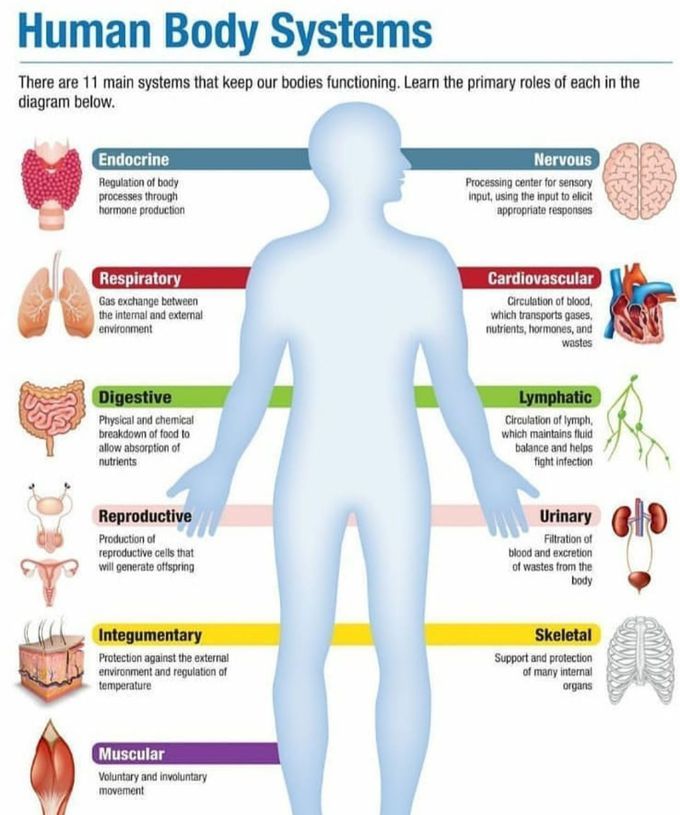 11 Human Body Systems And Their Functions In Hindi