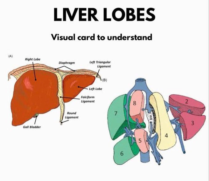 Lobes of the Liver