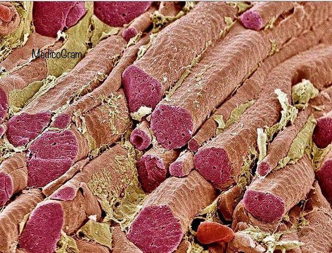 Skeletal muscle fibres in the electron microscope