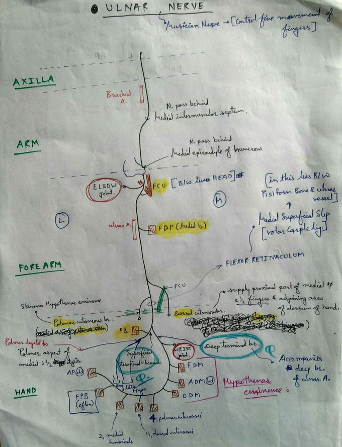 Ulnar nerve ( Chart )