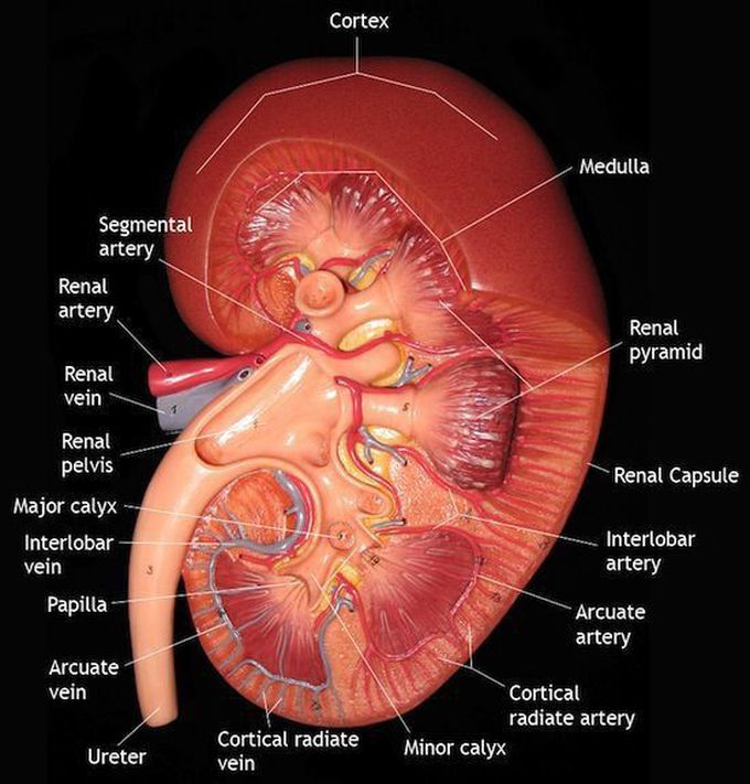 Kidney's anatomy