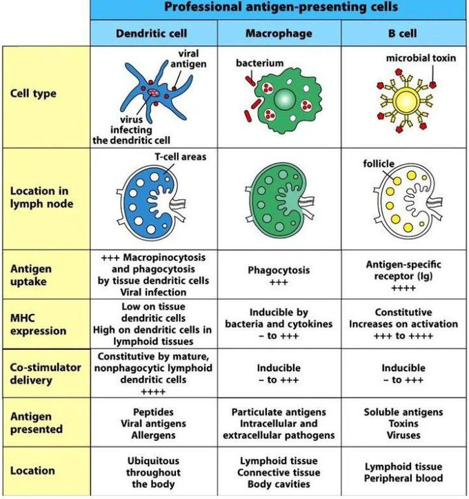 Antigen presenting cells