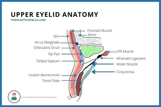 Anatomy of eyelid