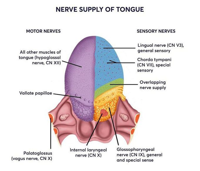 Nerve supply of tongue