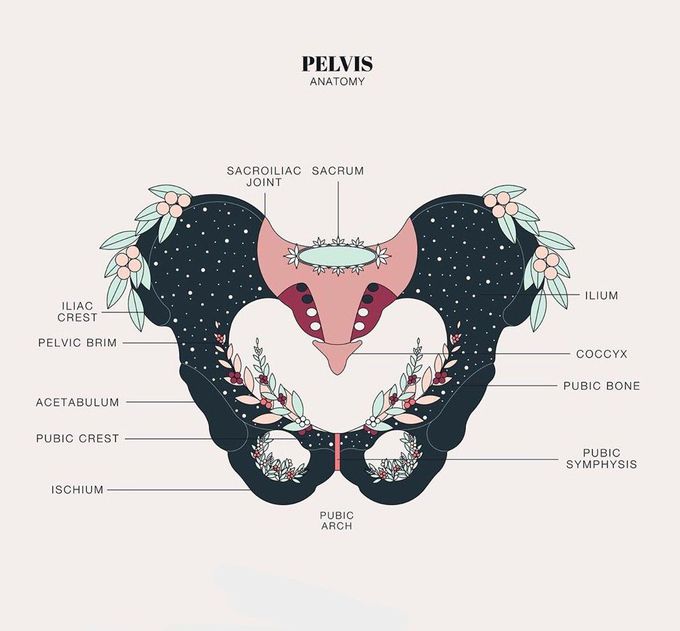 Anatomy of pelvis
