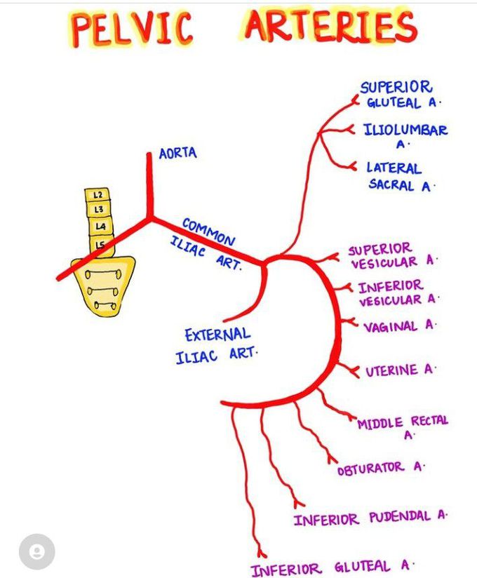 Pelvic arteries