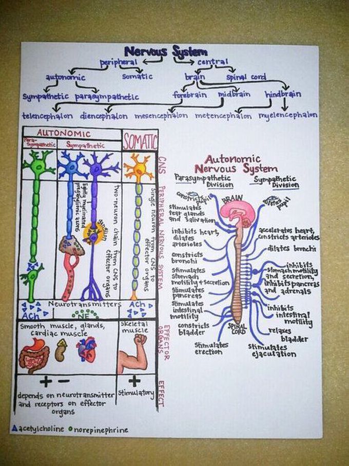 nervous system