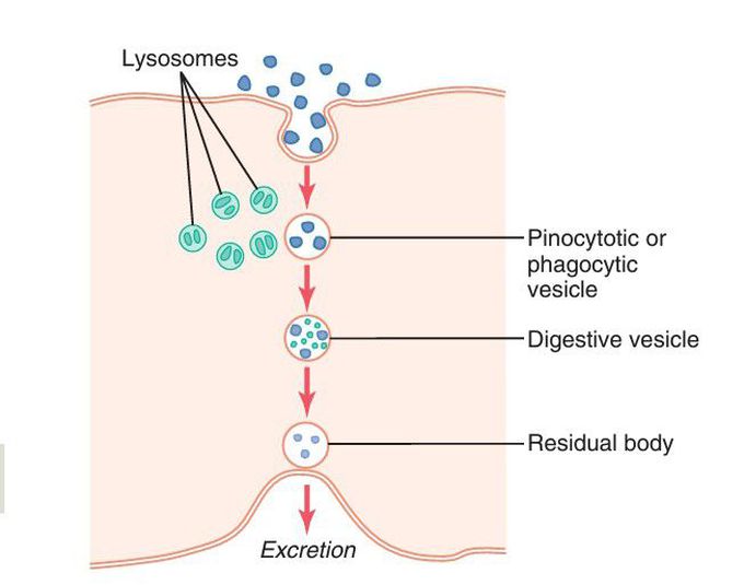 Phagocytic vesicles