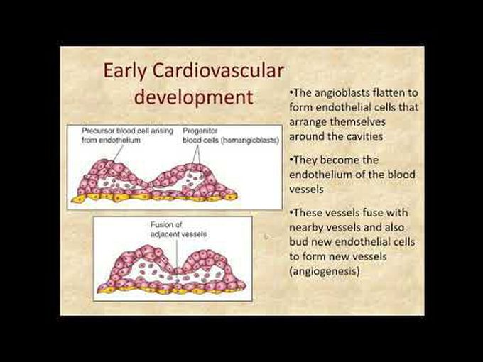 Early Cardiovascular Development