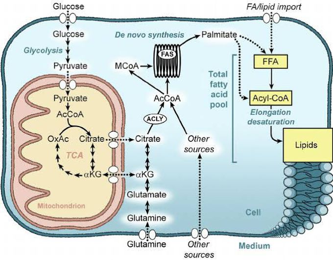 Fatty Acid Synthesis