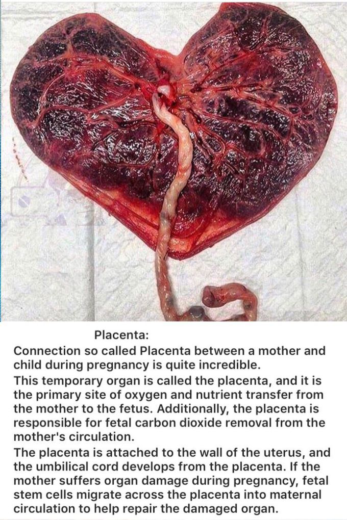 PLACENTA:—