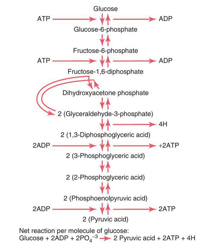 Glycolysis