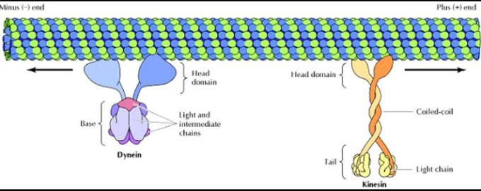 Molecular motors
