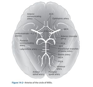 Arteries supply the brain - MEDizzy