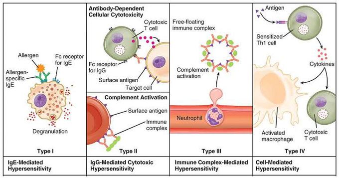 Types of hypersensitivity