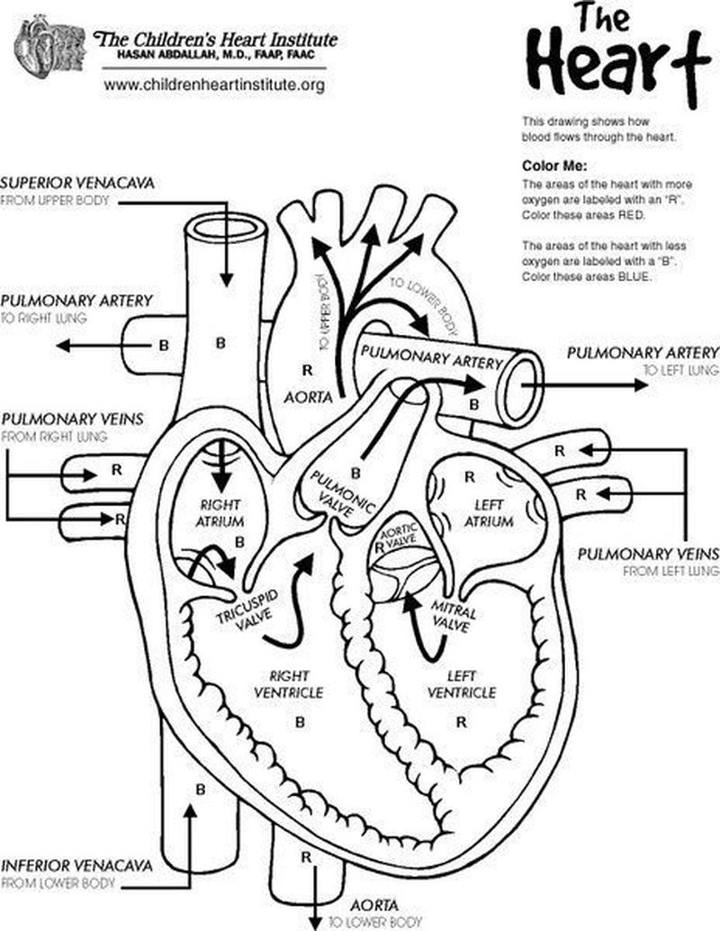 Heart Diagram