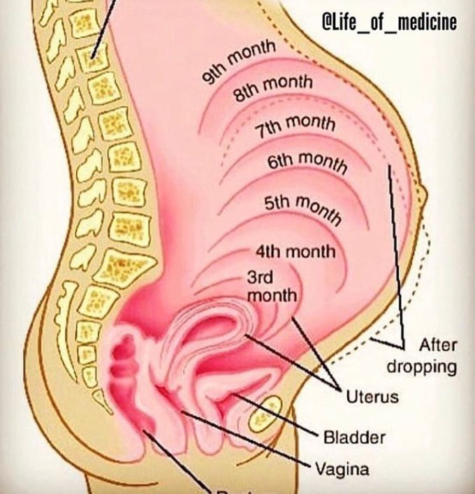 Embryology