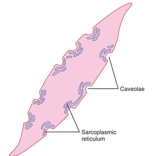 Muscle fibre