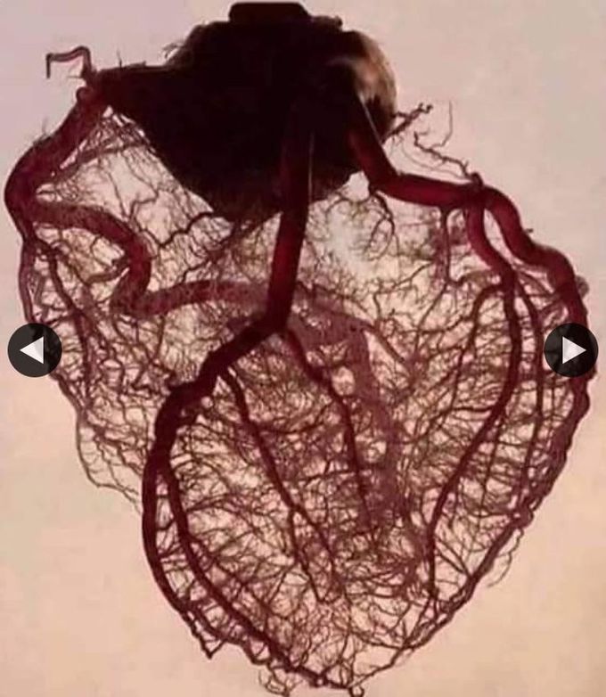 Veins of the heart ♥