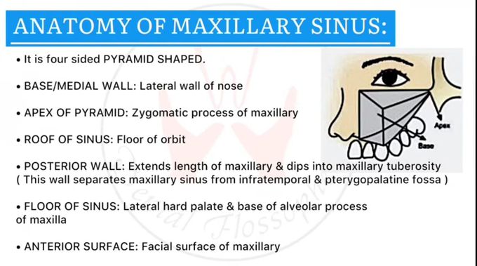 Maxillary Sinus - Anatomy