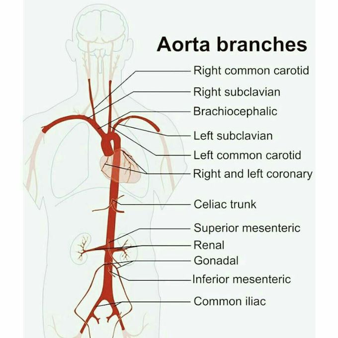 Aorta