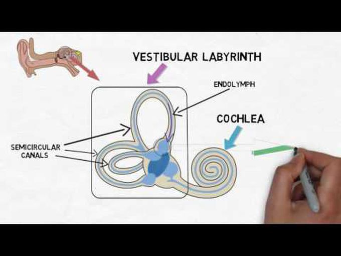 Components of Vesitublar system