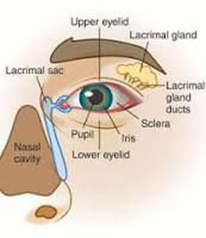 Components of lacrimal apparatus