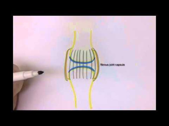 Synovial Joint and Ligament