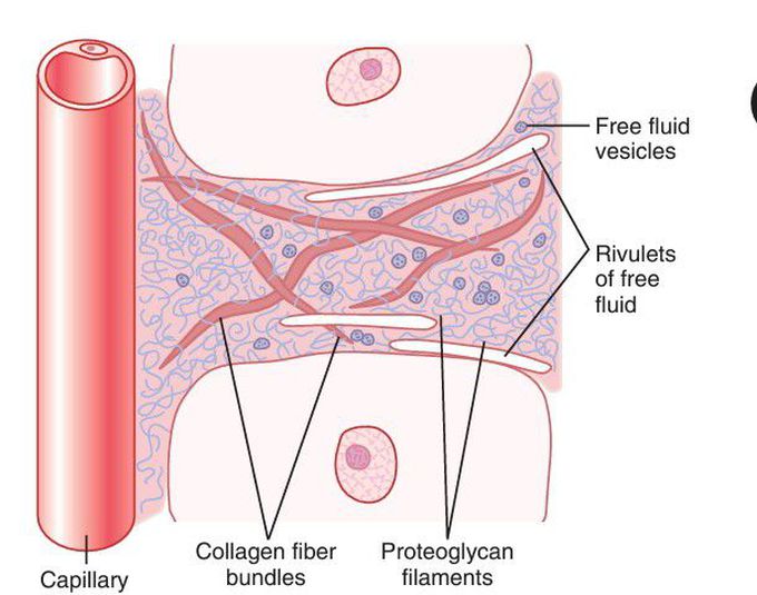 Structure of the interstitium.