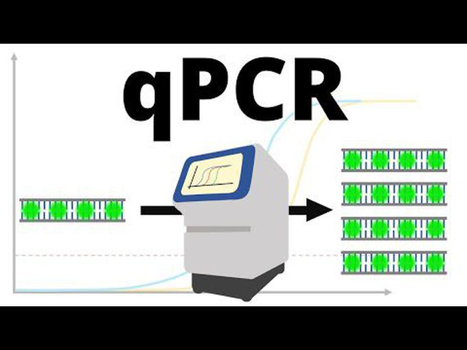 Real-time PCR (qPCR)