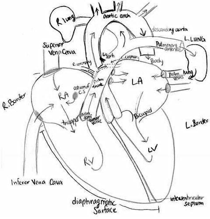 Heart line diagram - MEDizzy