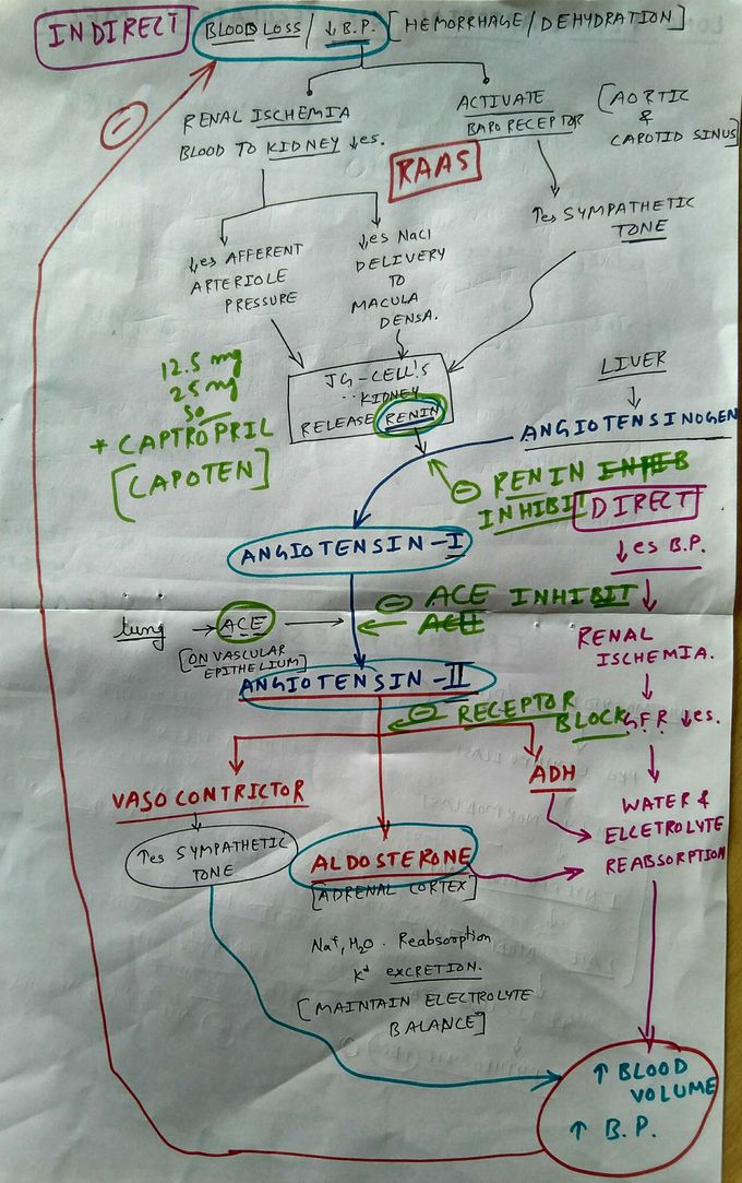 Long term arterial blood pressure regulatory mechanism