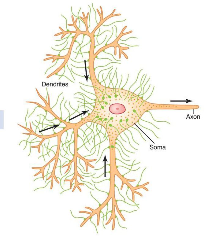 Anterior motor neuron