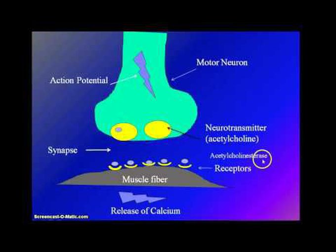 Muscle Stimulation and Contraction