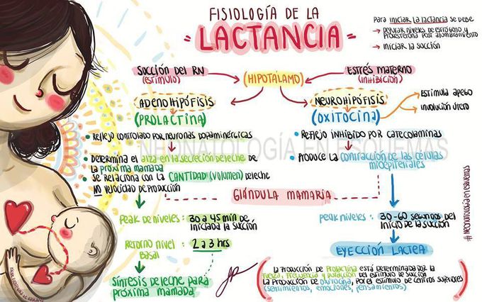 Lactancia