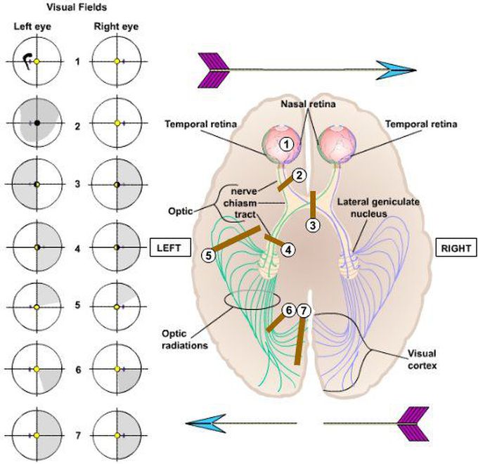 Neurophtalmology