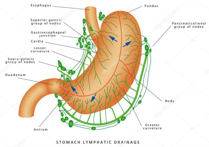 Lymphatic drainage of stomach