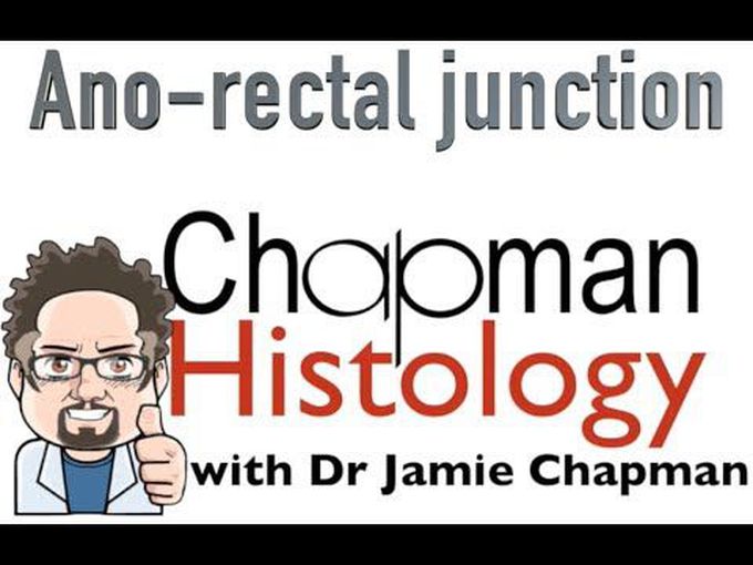 GIT Histology- Ano-Rectal Junction