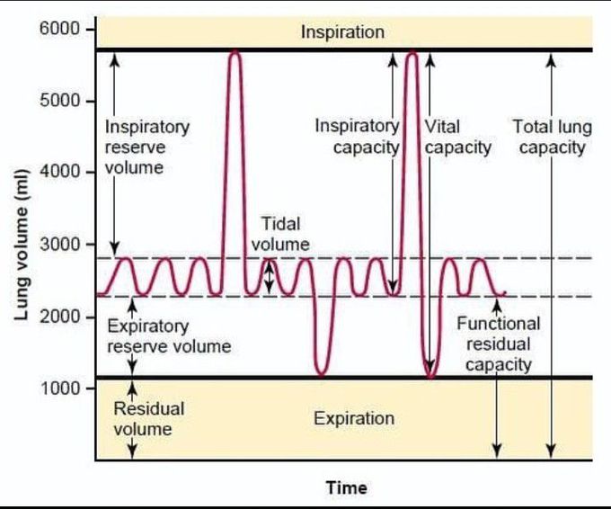 Lung volume and capacities - MEDizzy