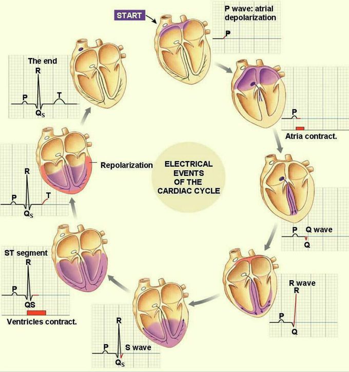 Cardiac cycle