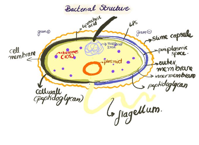 Bacteria - MEDizzy